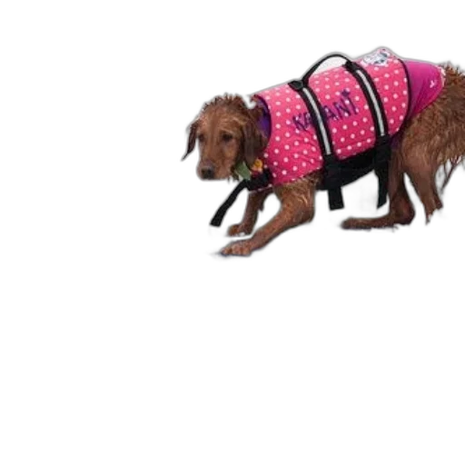 jacket, animal, dress, creature transparent PNG cut-out