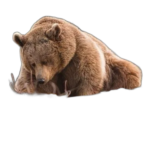 animal, creature, furniture, weapon transparent PNG cut-out