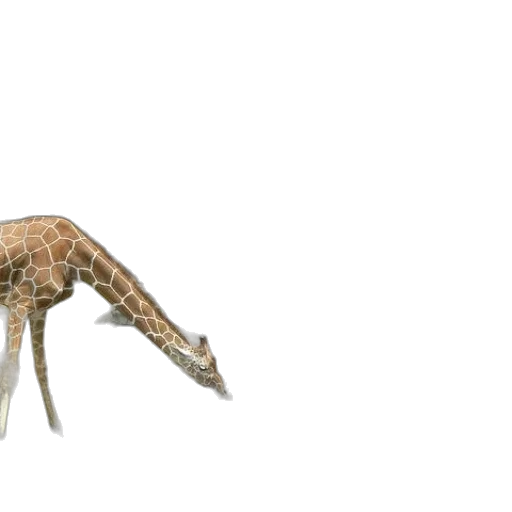animal, creature, dragon, hair transparent PNG cut-out
