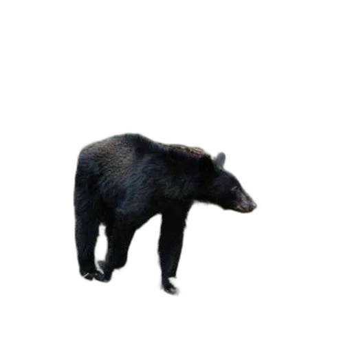 animal, creature, staff, food transparent PNG cut-out