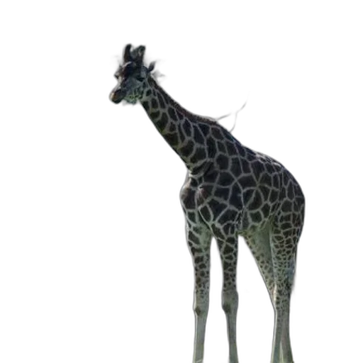 animal, creature, staff, hat transparent PNG cut-out