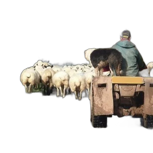 animal, car, shepherd, herds transparent PNG cut-out