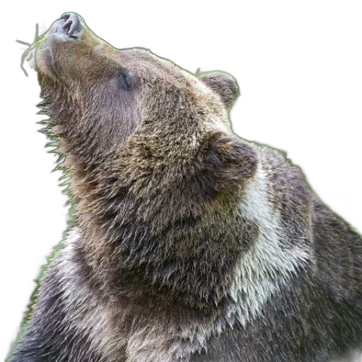 animal, creature, staff, face transparent PNG cut-out
