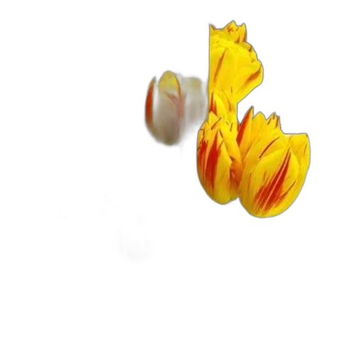 flower, jewelry, crown, hair transparent PNG cut-out