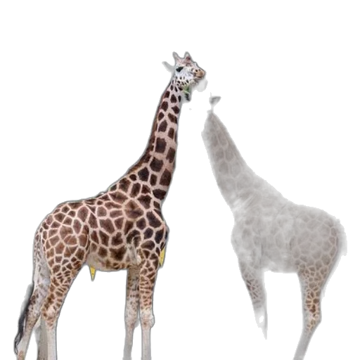 animal, creature, 3d render, concept art transparent PNG cut-out