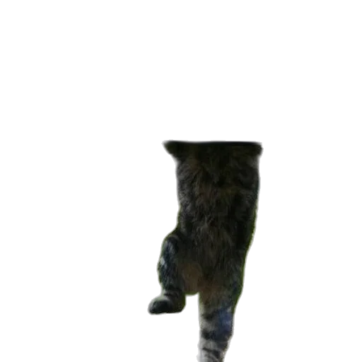 staff, animal, creature, hat transparent PNG cut-out