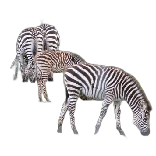 animal, creature, furniture, jewelry transparent PNG cut-out