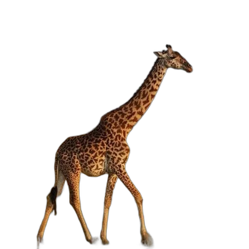 animal, creature, staff, weapon transparent PNG cut-out