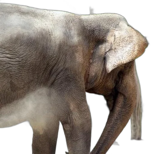 animal, creature, photorealistic, 3d render transparent PNG cut-out