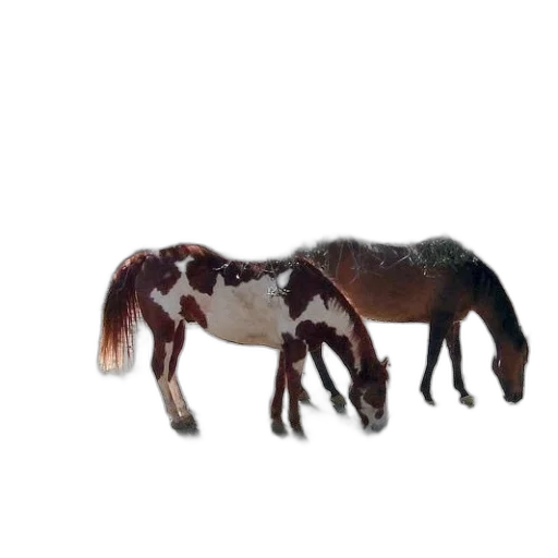 animal, creature, hair, furniture transparent PNG cut-out