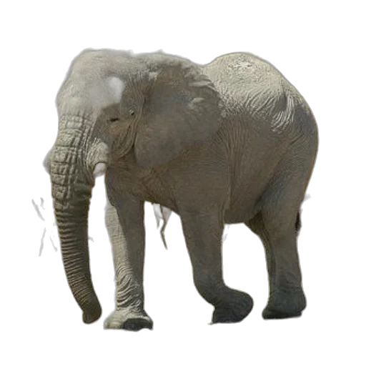 animal, creature, staff, weapon transparent PNG cut-out