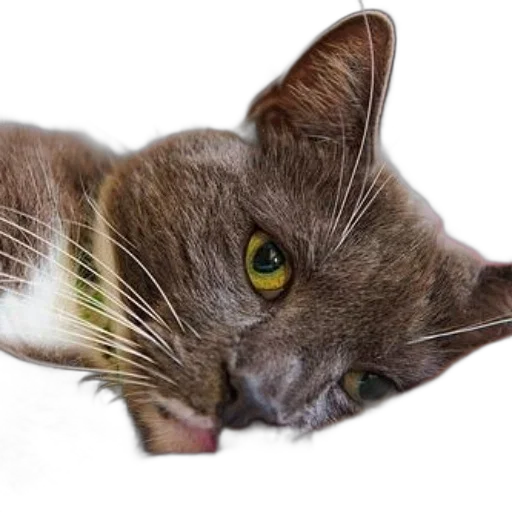animal, creature, staff, face transparent PNG cut-out