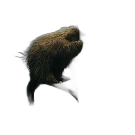 animal, hair, creature, staff transparent PNG cut-out