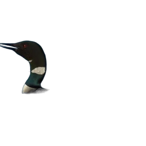 animal, staff, hat, creature transparent PNG cut-out