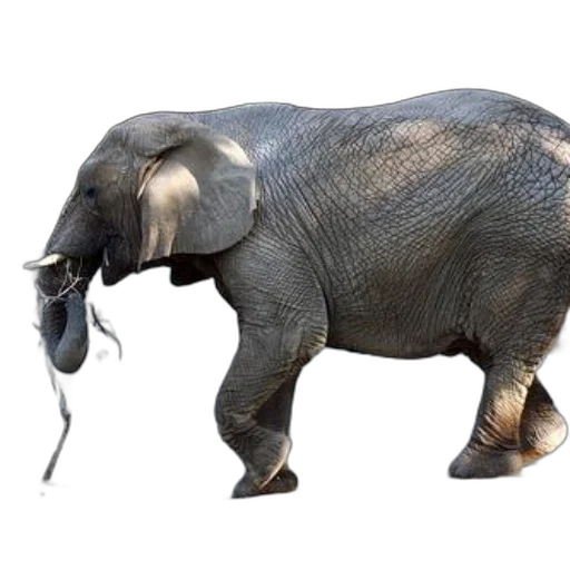 animal, creature, staff, weapon transparent PNG cut-out