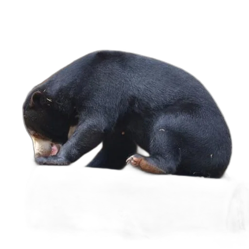 animal, creature, staff, hat transparent PNG cut-out