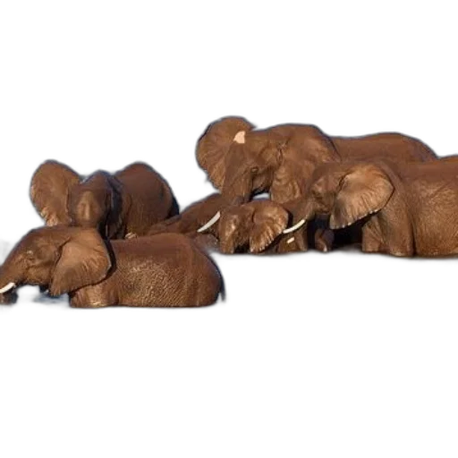 animal, food, furniture, 3d render transparent PNG cut-out