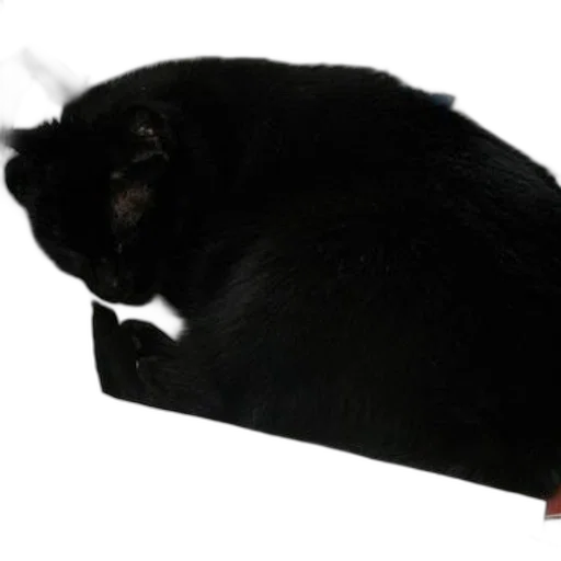 staff, hat, animal, furniture transparent PNG cut-out