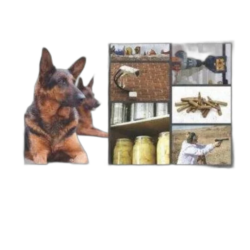 animal, food, furniture, jewelry transparent PNG cut-out