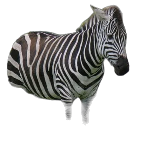 animal, jewelry, creature, furniture transparent PNG cut-out