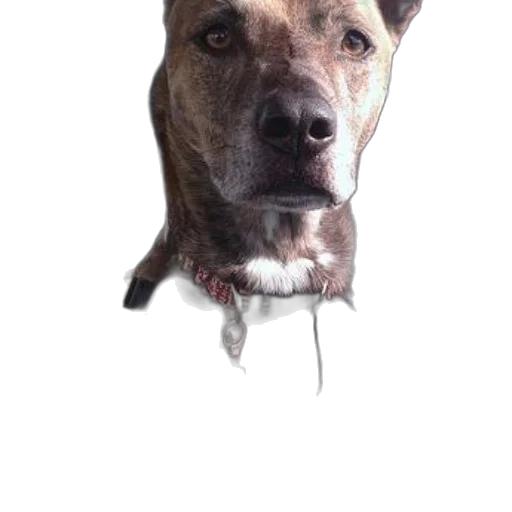 animal, staff, face, creature transparent PNG cut-out