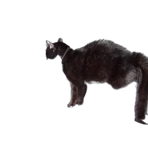 animal, creature, staff, hair transparent PNG cut-out