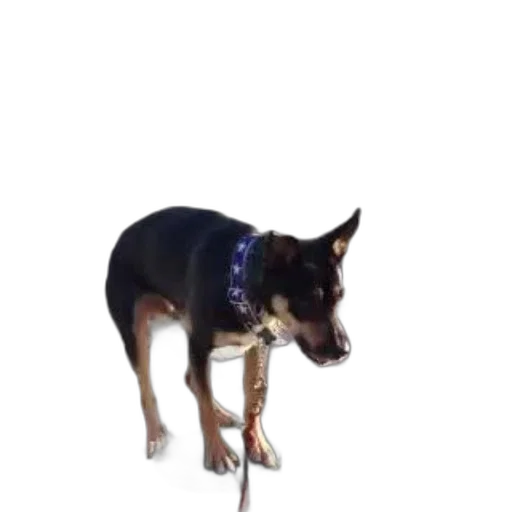 staff, animal, creature, weapon transparent PNG cut-out
