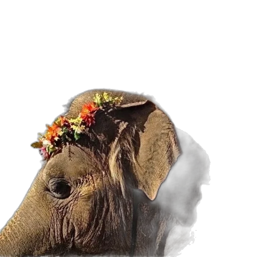 animal, hat, creature, staff transparent PNG cut-out
