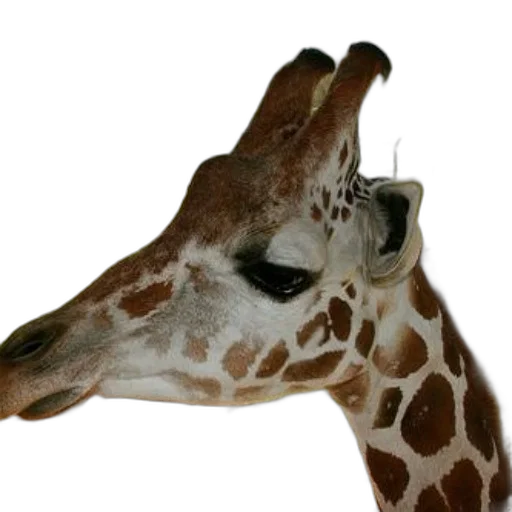 animal, creature, staff, mask transparent PNG cut-out