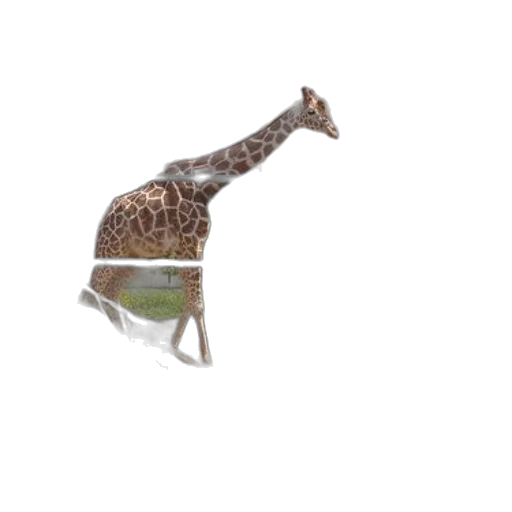 animal, creature, hat, crown transparent PNG cut-out