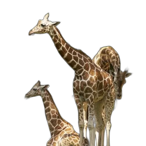 animal, creature, concept art, 3d render transparent PNG cut-out