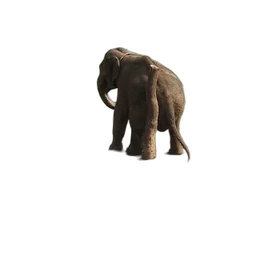 animal, creature, staff, hat transparent PNG cut-out