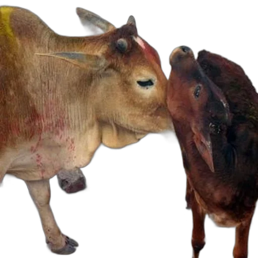 animal, food, photorealistic, oil painting transparent PNG cut-out