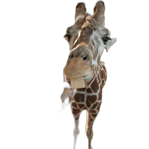 animal, creature, staff, face transparent PNG cut-out
