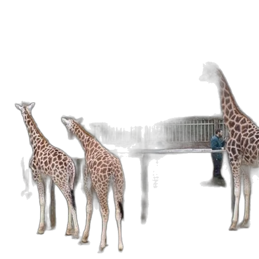 animal, furniture, 3d render, concept art transparent PNG cut-out