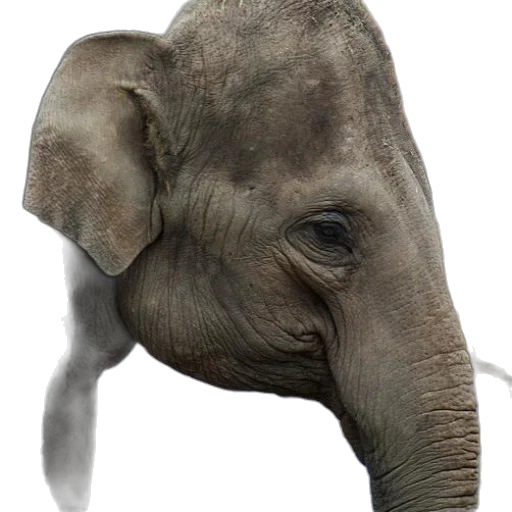 animal, creature, face, mask transparent PNG cut-out