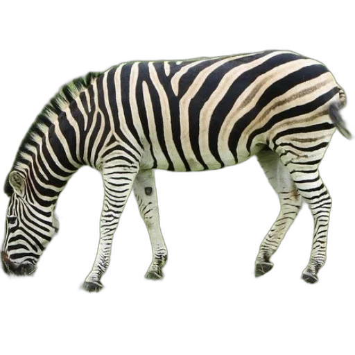 animal, creature, jacket, weapon transparent PNG cut-out