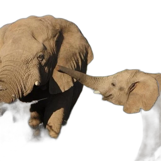 animal, creature, 3d render, photorealistic transparent PNG cut-out