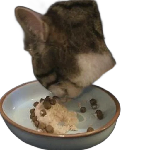 food, animal, creature, photorealistic transparent PNG cut-out