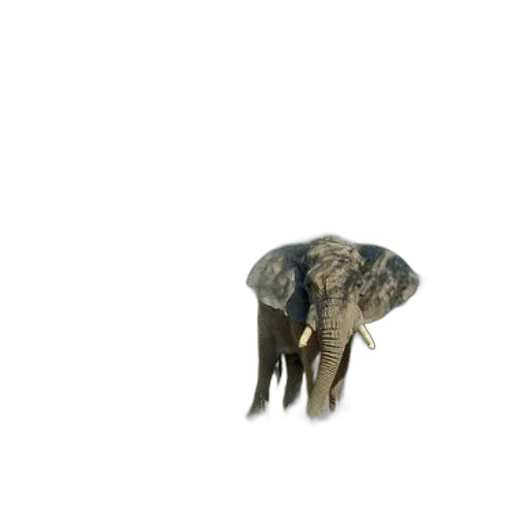 animal, creature, hat, umbrella transparent PNG cut-out