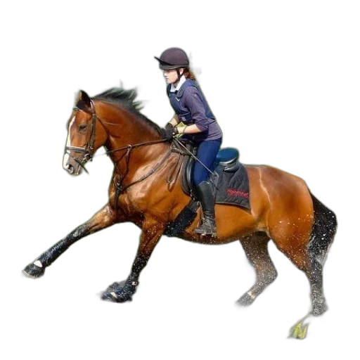 animal, photorealistic, woman, riding transparent PNG cut-out