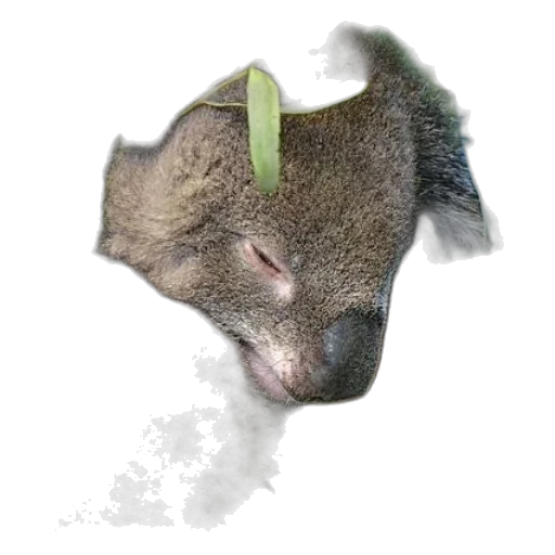 animal, face, creature, mask transparent PNG cut-out