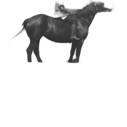 animal, creature, dragon, hat transparent PNG cut-out