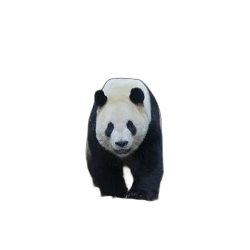 animal, creature, staff, mask transparent PNG cut-out