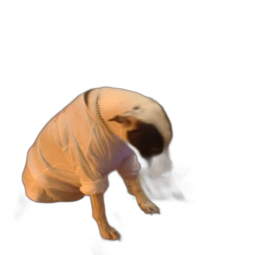creature, animal, mask, dress transparent PNG cut-out