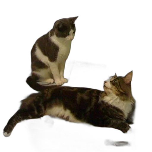 staff, animal, furniture, creature transparent PNG cut-out