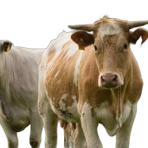 animal, photorealistic, two, cows transparent PNG cut-out