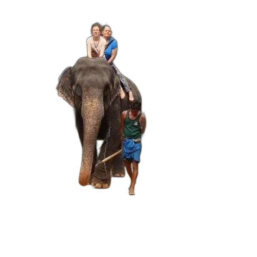 animal, umbrella, creature, staff transparent PNG cut-out