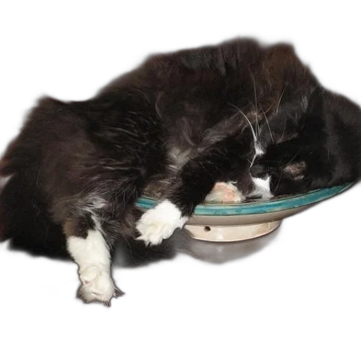 food, black, white, cat transparent PNG cut-out