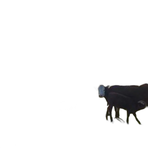 animal, creature, food, robot transparent PNG cut-out